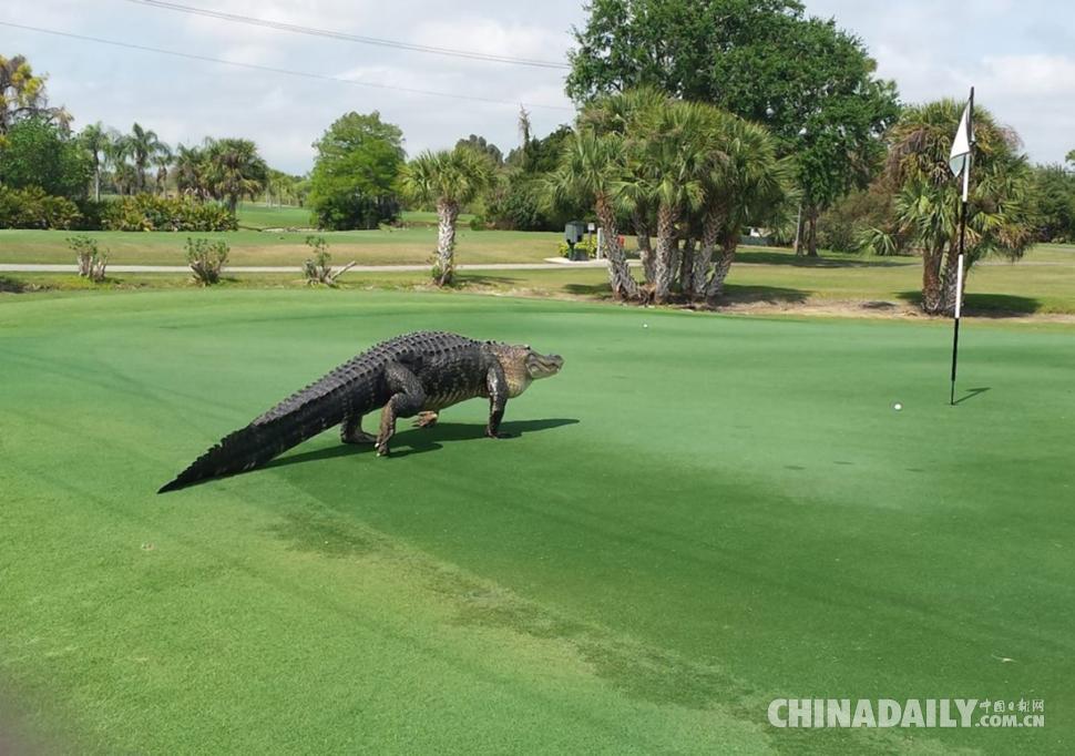 4米鳄鱼高尔夫球场悠闲“散步” 球友淡定打球拍照