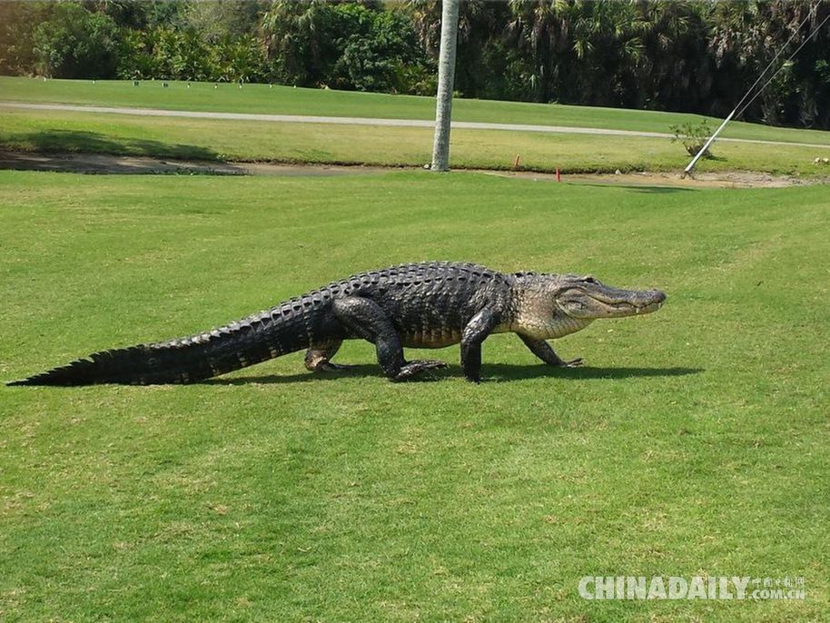 4米鳄鱼高尔夫球场悠闲“散步” 球友淡定打球拍照