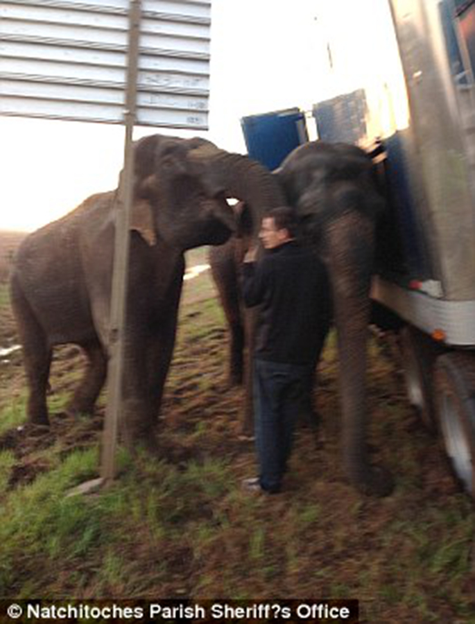 美国：卡车险些侧翻 两头大象救险