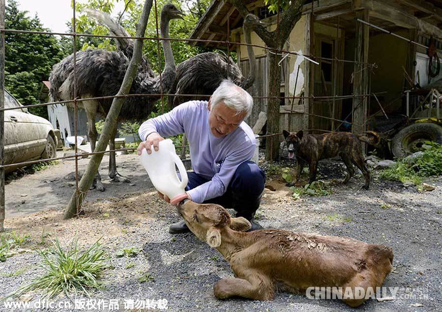 爱心满满！日本农民为照顾动物誓死坚守福岛核辐射区