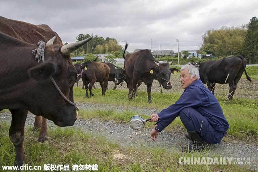 爱心满满！日本农民为照顾动物誓死坚守福岛核辐射区