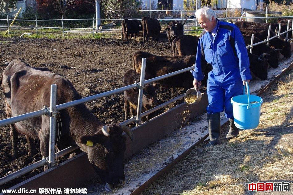 日本农民为动物留守核辐射区 誓死不离