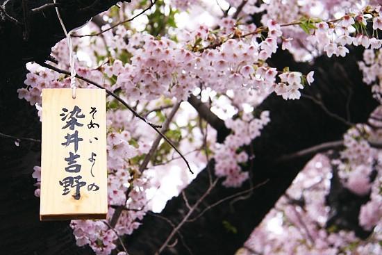 韩媒称“樱花产自韩国”日媒激烈反驳