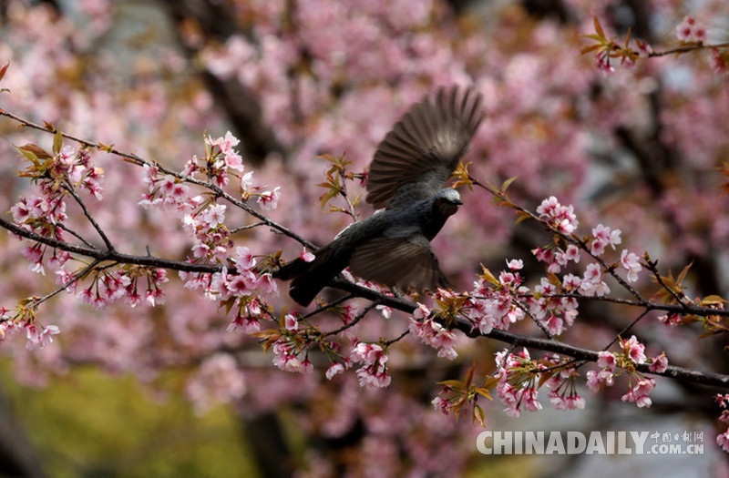 日本各地樱花盛开 引民众驻足观赏拍照