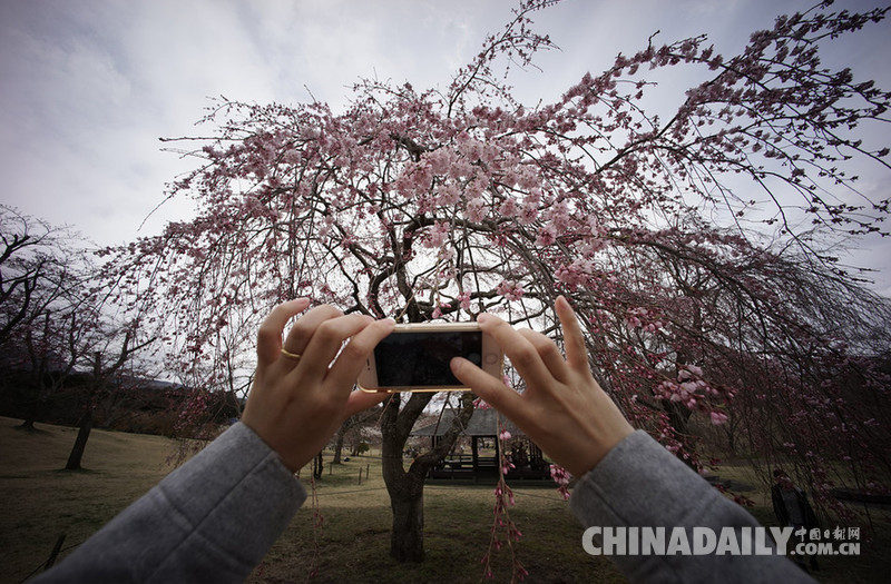 日本各地樱花盛开 引民众驻足观赏拍照