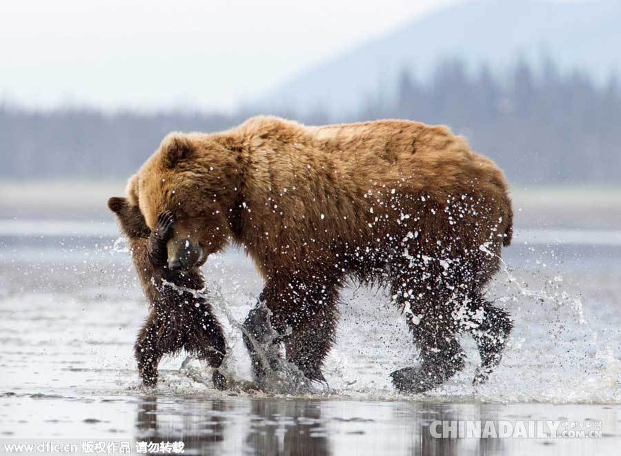 摄影师阿拉斯加拍摄棕熊一家 母子飞奔熊抱场面温馨