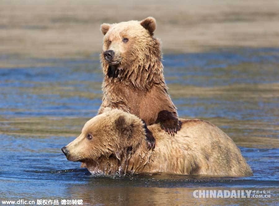 摄影师阿拉斯加拍摄棕熊一家 母子飞奔熊抱场面温馨