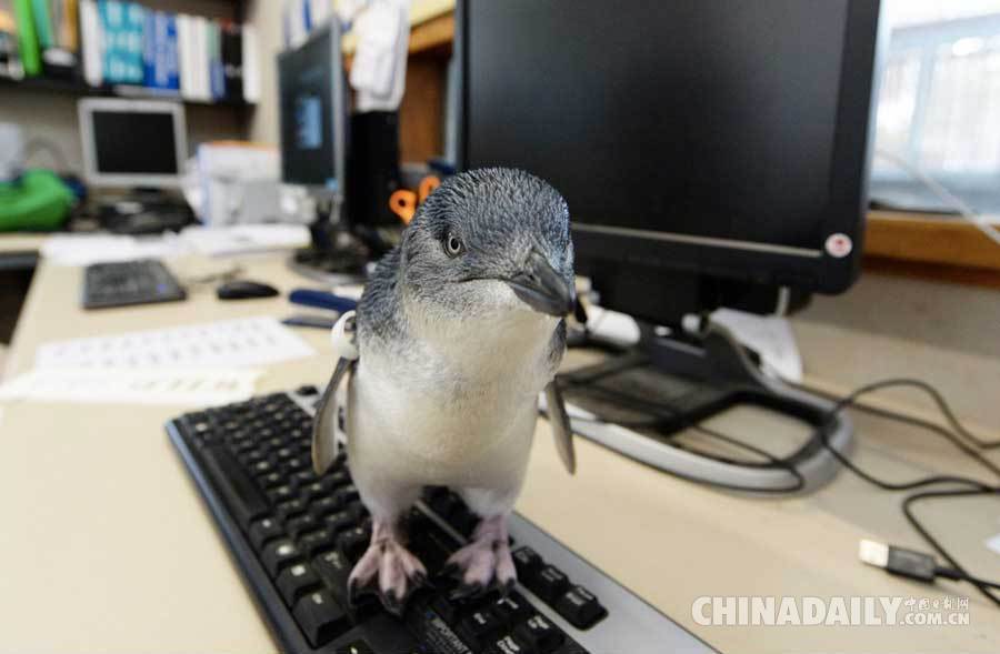 澳动物园企鹅宝宝超亲人 最爱出没于办公室（组图）