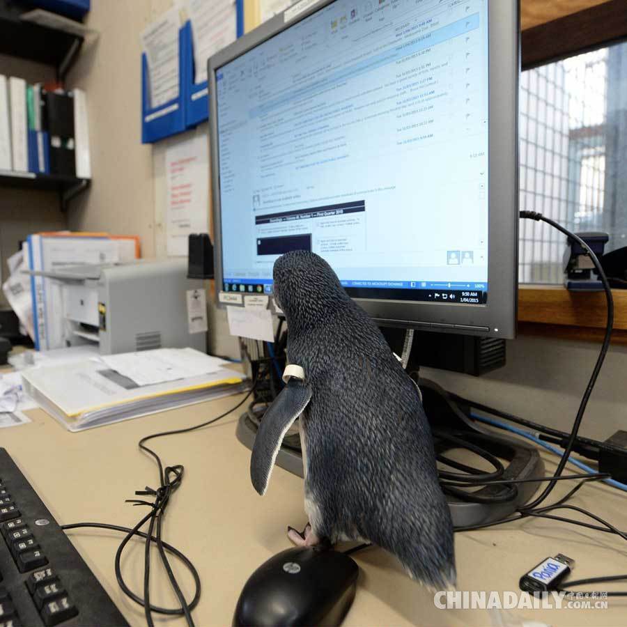 澳动物园企鹅宝宝超亲人 最爱出没于办公室（组图）