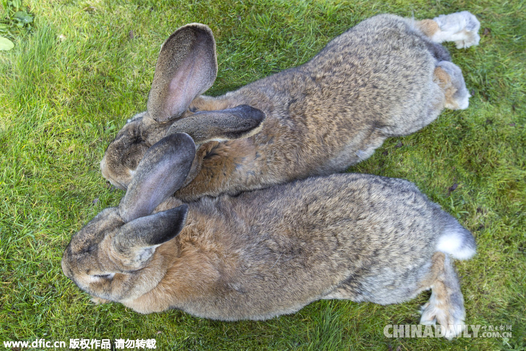 世界最大兔子身长1米2 或被其子超越（组图）