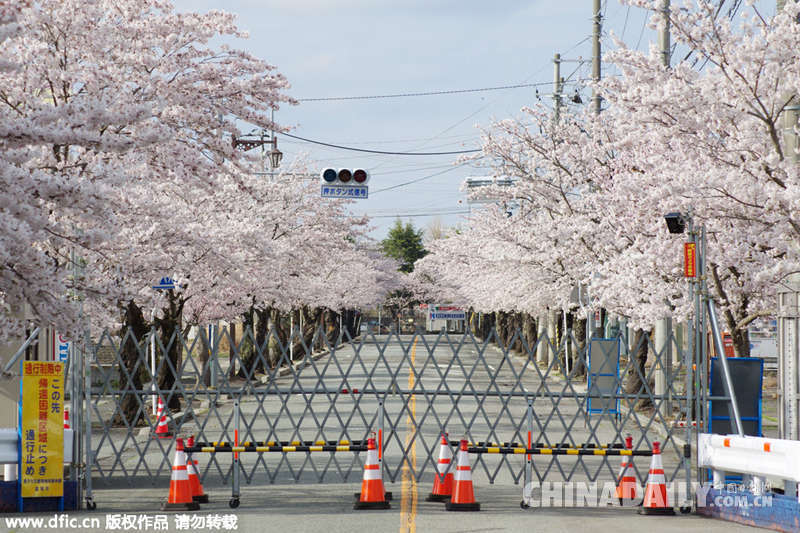 寂静之春：日本福岛核电站附近樱花盛开（组图）