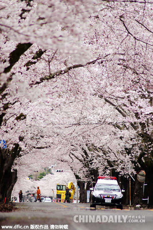寂静之春：日本福岛核电站附近樱花盛开（组图）