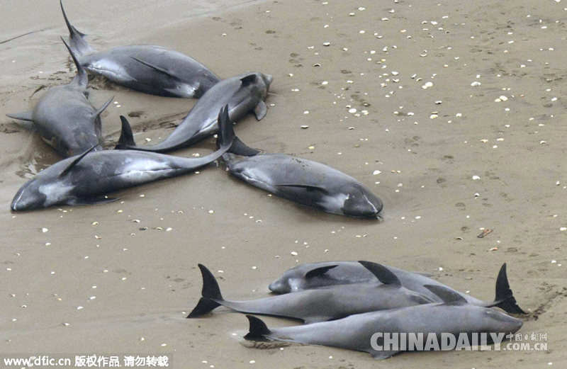 日本海岸现150头搁浅瓜头鲸 民众洒水施救