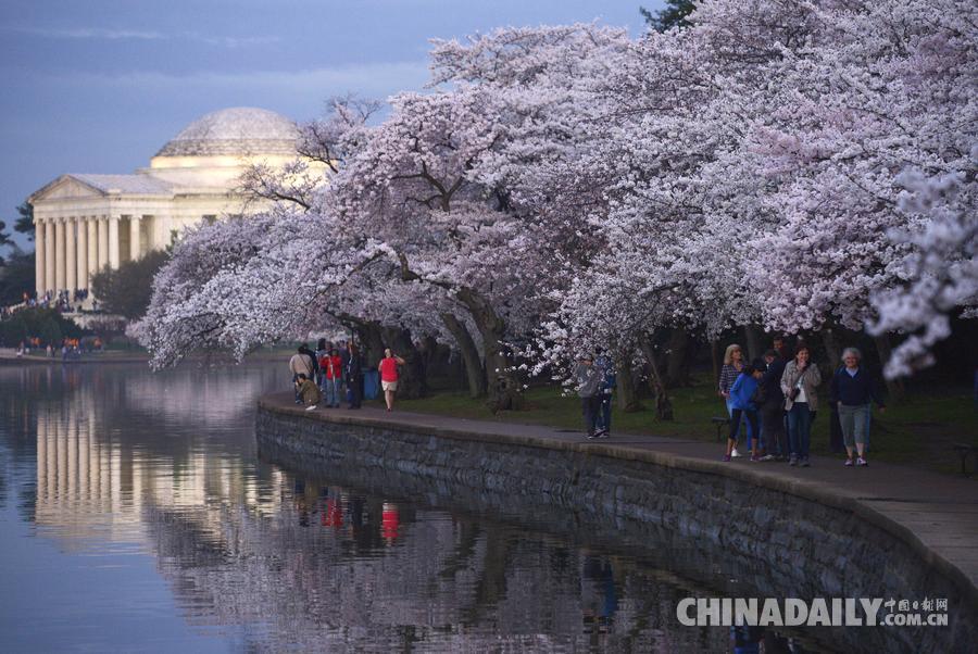 美国的樱花也开了 华盛顿晚樱飘香游人连夜观赏