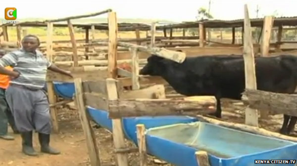 肯尼亚奶牛捕羊吃 农业官员称或因缺乏营养