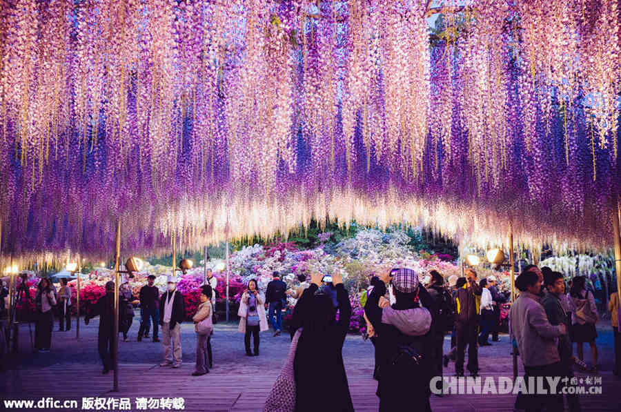 日本144岁紫藤盛开 壮美如现实版阿凡达“灵魂树”