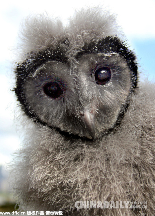 澳大利亚猫头鹰宝宝“心形脸”看起来萌萌哒