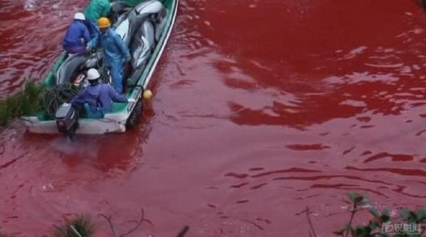 残忍还是文化？日本水族馆叫停海豚血腥围猎引不满
