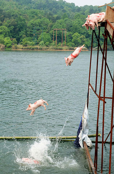 猪会飞？海外网友批评长沙市将猪推下水活动