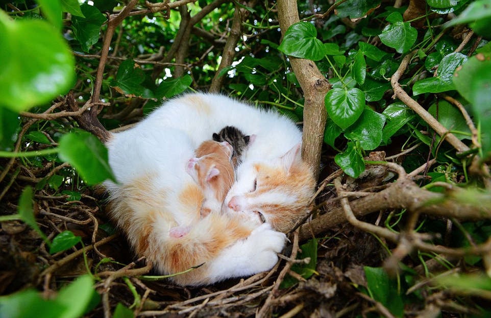 猫占雀巢！流浪猫鸟窝产仔 母子蜷缩树上毫无违和感