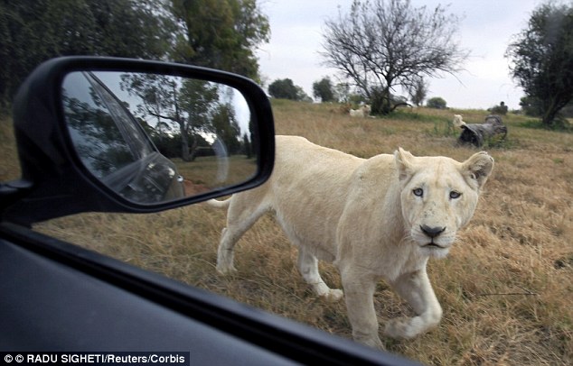 驾车游南非狮子园 美国女子开窗拍照遭袭身亡