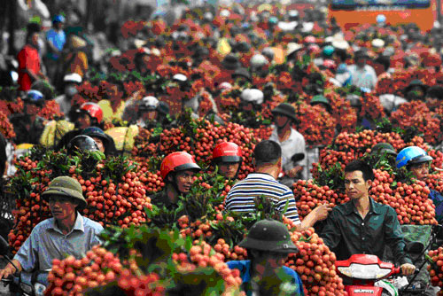 越南荔枝今年首次出口美澳市场 四成仍销往中国