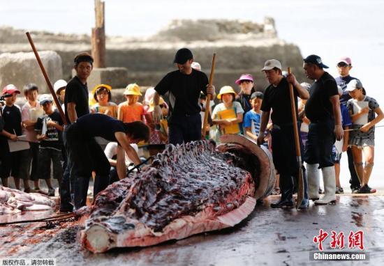 外媒：日本太地町围捕海豚半数出口 中国居首