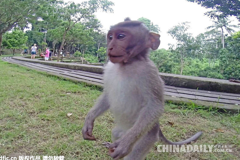 巴厘岛猴子抢游客相机 阴差阳错成就自拍