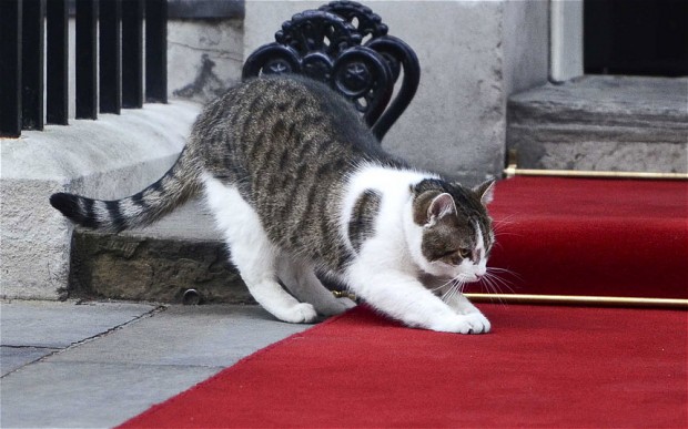 英国首相猫再失职 两高官亲自上演捕鼠记