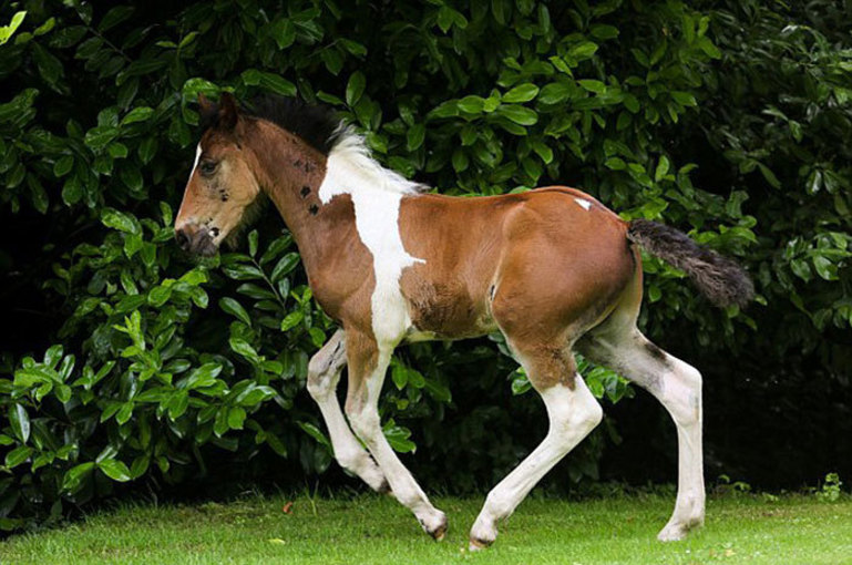 英国小马驹天生自带艺术气质 马形胎记似二马合体