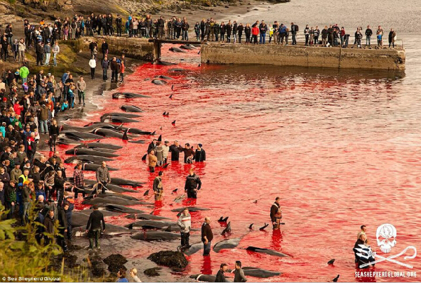 丹麦法罗群岛集中捕杀250头鲸鱼场面血腥