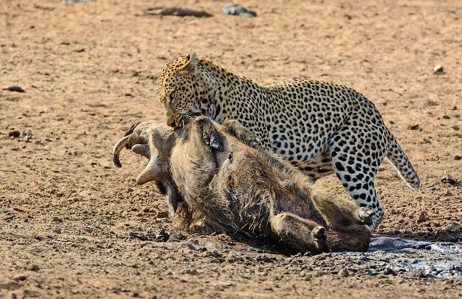 南非花豹悄然靠近捕食熟睡疣猪【高清组图】