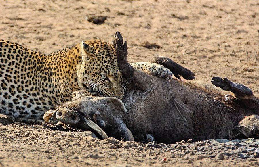 南非花豹悄然靠近捕食熟睡疣猪【高清组图】