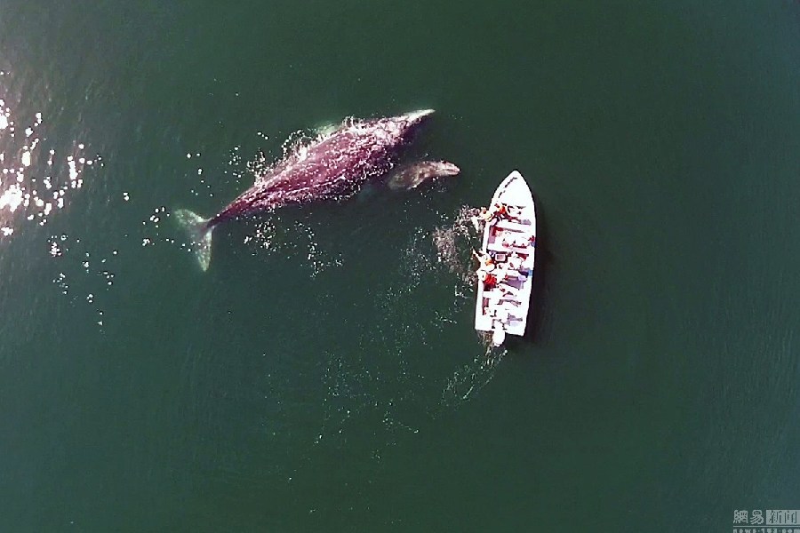 游客乘船偶遇灰鲸群 鲸鱼“主动示好”(高清组图)