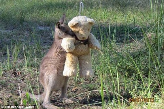 孤儿袋鼠紧抱玩具泰迪熊 照片惹人怜爱风靡网络