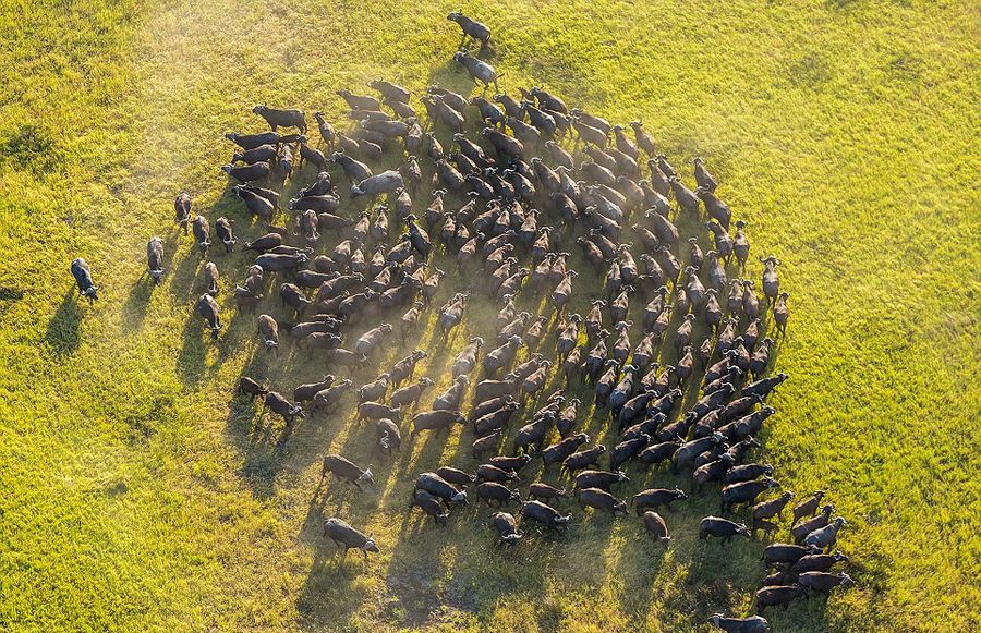 英摄影师900米高空俯拍非洲野生动物 画面壮观令人惊叹