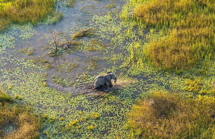 英摄影师900米高空俯拍非洲野生动物 画面壮观令人惊叹