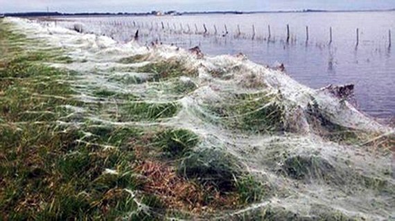 阿根廷小镇遭蜘蛛侵袭 出现罕见“魔鬼”情景