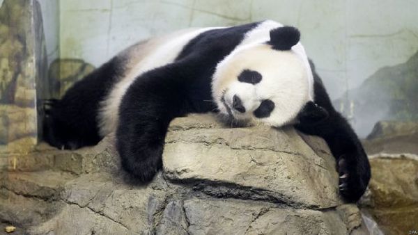 华盛顿国家动物园大熊猫美香生下双胞胎