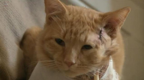 美国宾州英雄猫为3岁小主人挡子弹受重伤