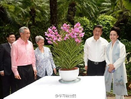 外媒：用习近平、彭丽媛名字命名的胡姬花新品种可常年开花