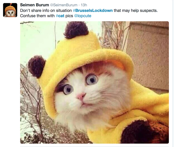 比利时民众网上晒猫 对警方反恐表示“萌萌哒”支持