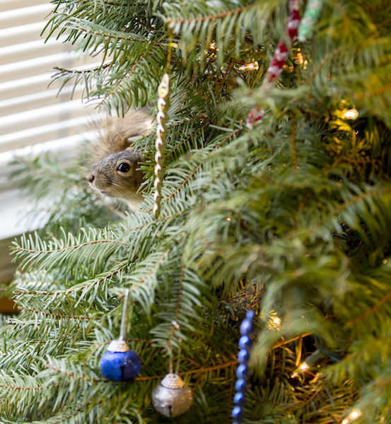 暖心！萌萌小松鼠受伤被一对夫妇救起 圣诞树上安新家