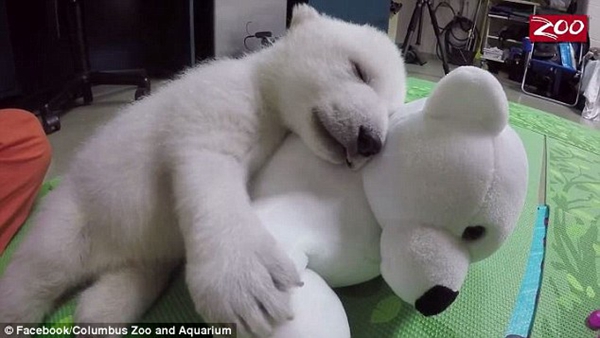 美国北极熊小公主遭母抛弃 饲养员妈妈膝下快乐成长