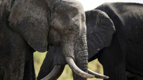 筹集资金应对偷猎 津巴布韦将向中国出口更多野生动物