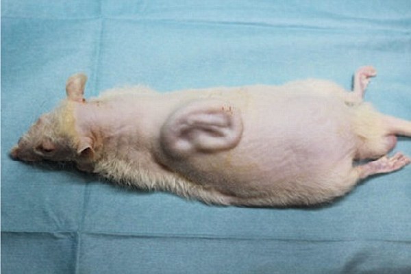 日本科学家在老鼠背部培育出人耳 5年内可用于人体