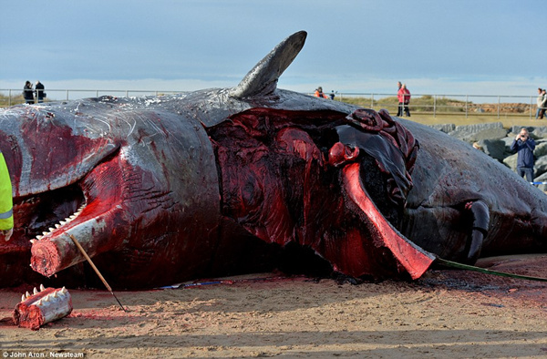 英国海岸发现5头抹香鲸尸体 游客蜂拥而至自拍、涂鸦