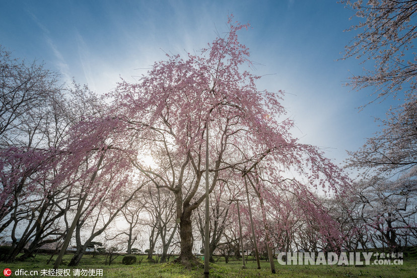 意大利摄影师捕捉日本樱花季极致盛景（组图）