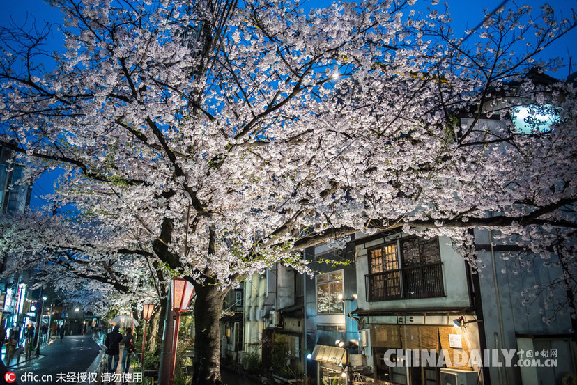 意大利摄影师捕捉日本樱花季极致盛景（组图）