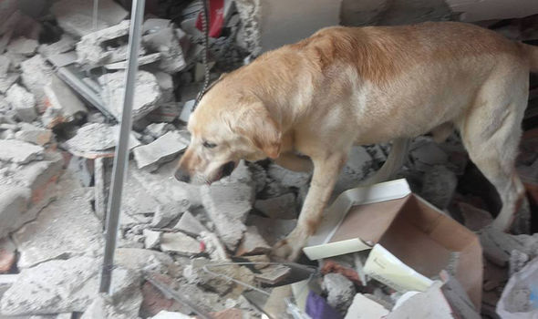 厄瓜多尔搜救犬地震废墟中勇救7人 突发中风以身殉职
